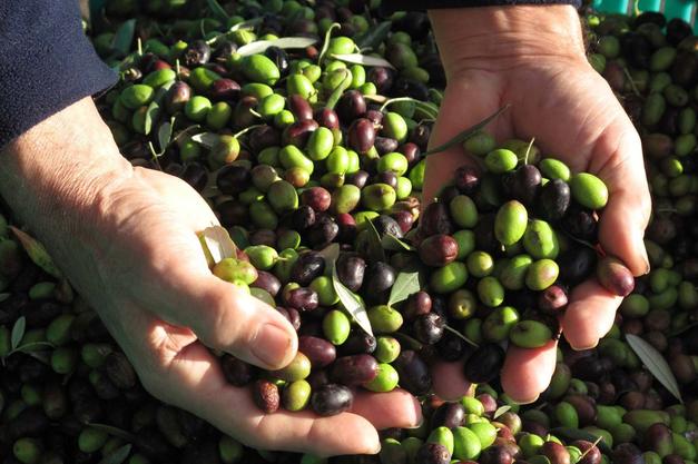 raccolta delle olive, reti, abbacchiatori ed accessori scopri le nostre offerte 